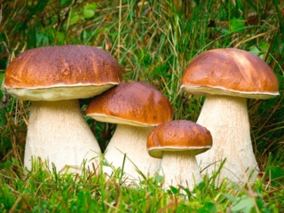 Готовим белые грибы в сметанном соусе