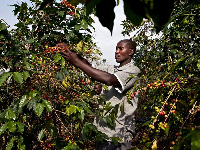 Как выращивают кофе в Эфиопии